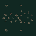 Thumbnail for version as of 10:45, 11 March 2026