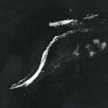 The disabled Ryūjō (top center) being bombed from high altitude by B-17 bombers on 24 August 1942. The destroyer Amatsukaze (lower left) is moving away from Ryūjō at full speed and the destroyer Tokitsukaze (faintly visible, upper right) is backing away from the bow of Ryūjō in order to evade the B-17s' falling bombs.